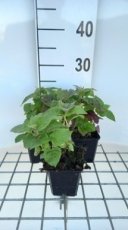 Monarda hybr. 'Fireball'® | Bergamotplant 40 P9