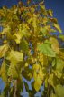 Morus alba 'Pendula' 6/8 HA C Morus alba 'Pendula' 6/8 HA C WITTE MOERBEI