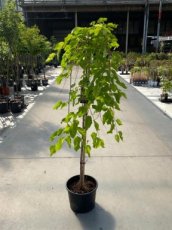 Morus alba 'Pendula' 6/8 HA C WITTE MOERBEI