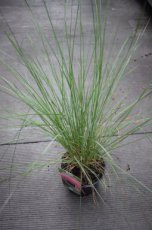 Muhlenbergia capillaris | Muhly gras 100 C3