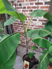 Musa acuminata 'Red Dacca' | Cubaanse rode banaan 80-100 C10