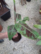 Musa acuminata 'Zebrina' | Bloedbanaan 20-25 C1.5