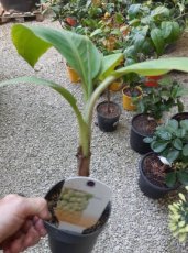 Musa chiliocarpa | Duizendvingerige Banaan 20-25 C1