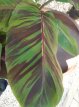 Musa sikkimensis 'Red Tiger' 60/80 C10 Musa sikkimensis 'Red Tiger' | Tuinbanaan 60-80 C10
