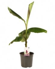 Musa sikkimensis 'Red Tiger' | Tuinbanaan 60-80 C10