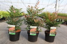 Nandina dom.'Gulfstream' 25/30 C