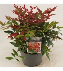 Nandina domestica 'Obsessed' (Seika' PBR) | Hemelse bamboe 20-30 C