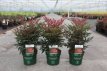 Nandina dom. 'Obsessed' 30/40 C Nandina domestica 'Obsessed' (Seika' PBR) | Hemelse bamboe 30-40 C