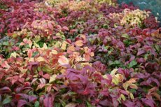 Nandina domestica ‘Fire Power’-Hemelse bamboe 25-30 C