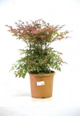 Nandina domestica 'Obsessed' 50/60 C10 Nandina domestica 'Obsessed' (Seika' PBR) | Hemelse bambou 50-60 C10