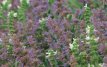 Nepeta faas. 'Blue Wonder' Nepeta faassenii 'Blue Wonder' | Kattenkruid 40 P9