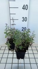 Nepeta racemosa 'Superba' | Kattenkruid 35 P9