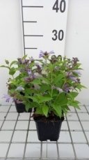 Nepeta subsessilis 'Washfield' | Kattenkruid 80 P9