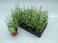 Nepeta faassenii 'Alba' | Kattenkruid 30 P9