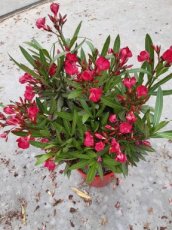 Nerium oleander | Oleander - rood  25-30 C3