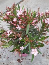 Nerium oleander | Oleander - roze 25-30 C3