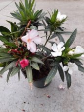 Nerium oleander 25/30 C3 - tricolor Nerium oleander | Oleander - tricolor 25-30 C3