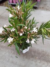 Nerium oleander 25/30 C3 - wit Nerium oleander | Oleander - wit 25-30 C3