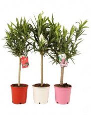 Nerium oleander - stam 30 (rood) Nerium oleander (rood) | Oleander  - stam 30 cm