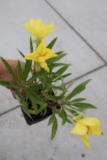 Oenothera macrocarpa (=missouriensis) | Teunisbloem 20 P9