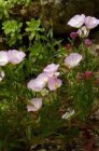 Oenothera speciosa ‘Siskiyou’ | Teunisbloem 20 P9