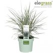 Ophiopogon japonicus ‘Silver Mist’ 20 P9 Ophiopogon japonicus ‘Silver Mist’ | Slangebaard 20 P9