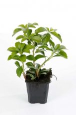 Pachysandra terminalis - 120 st. P9 Pachysandra terminalis - PROMO | 120 st. Schaduwkruid  P9