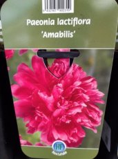 Paeonia lactiflora 'Amabilis' | Tuinpioen 80 C1