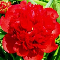 Paeonia ‘Felix Crousse’ | Tuinpioen 60 C1