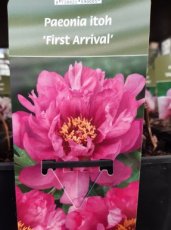 Paeonia 'First Arrival' | Tuinpioen 80 C6