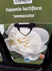 Paeonia lactiflora 'Immaculée' | Tuinpioen 80 C1