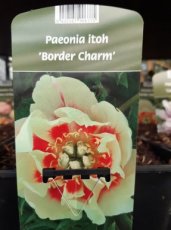 Paeonia itoh 'Border Charm' Tuinpioen | 80 C6