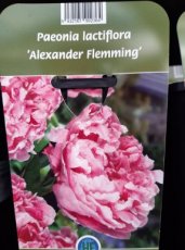 Paeonia lactiflora 'Alexander Fleming' | Tuinpioen 80 C1