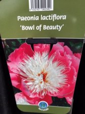 Paeonia laciflora 'Bowl of Beauty' | Tuinpioen 80 C1