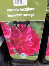 Paeonia lactiflora 'Inspecteur Lavergne' | Tuinpioen 80 C1