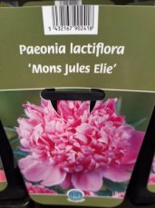 Paeonia lactiflora 'Monsieur Jules Elie' | Tuinpioen 90 C1