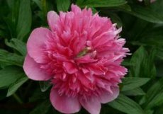 Paeonia officinalis ‘Rubra Plena’ | Tuinpioen 60 C1