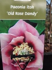 Paeonia 'Old Rose Dandy' | Tuinpioen 80 C6