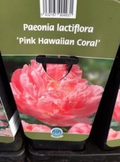 Paeonia 'Pink Hawaiian Coral' | Tuinpioen 100 C6