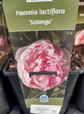 Paeonia 'Solange' | Tuinpioen 100 C1