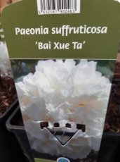 Paeonia suffruticosa 'Bai Xue Ta' | Boompioen 150 C6