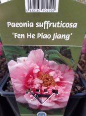 Paeonia suffruticosa 'Fen He Piao Jiang' | Boompioen 100 C6