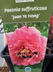 Paeonia suffruticosa 'Juan Ye Hong' | Boompioen 150  C6