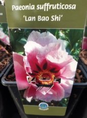 Paeonia suffruticosa 'Lan Bao Shi' | Boompioen 150 C6