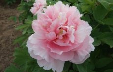 Paeonia suffruticosa ssp.rockii  'Rou Fu Rong' | Boompioen 120 C6