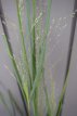 Panicum virg. 'Cloud Nine' P9 Panicum virgatum 'Cloud Nine' | Vingergras 150 P9