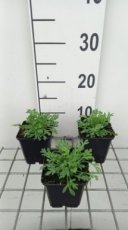 Papaver miyabeanum | Japanse klaproos 30 P9