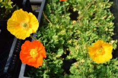 Papaver nudicaule ‘Gartenzwerg’ | Ijslandse klaproos 50 P9