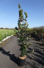 Parrotia persica 'Vanessa' - Perzisch ijzerhout 125-150 C12