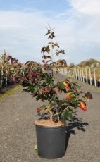 Parrotia persica 'Bella' - Perzisch ijzerhout 125-150 C12